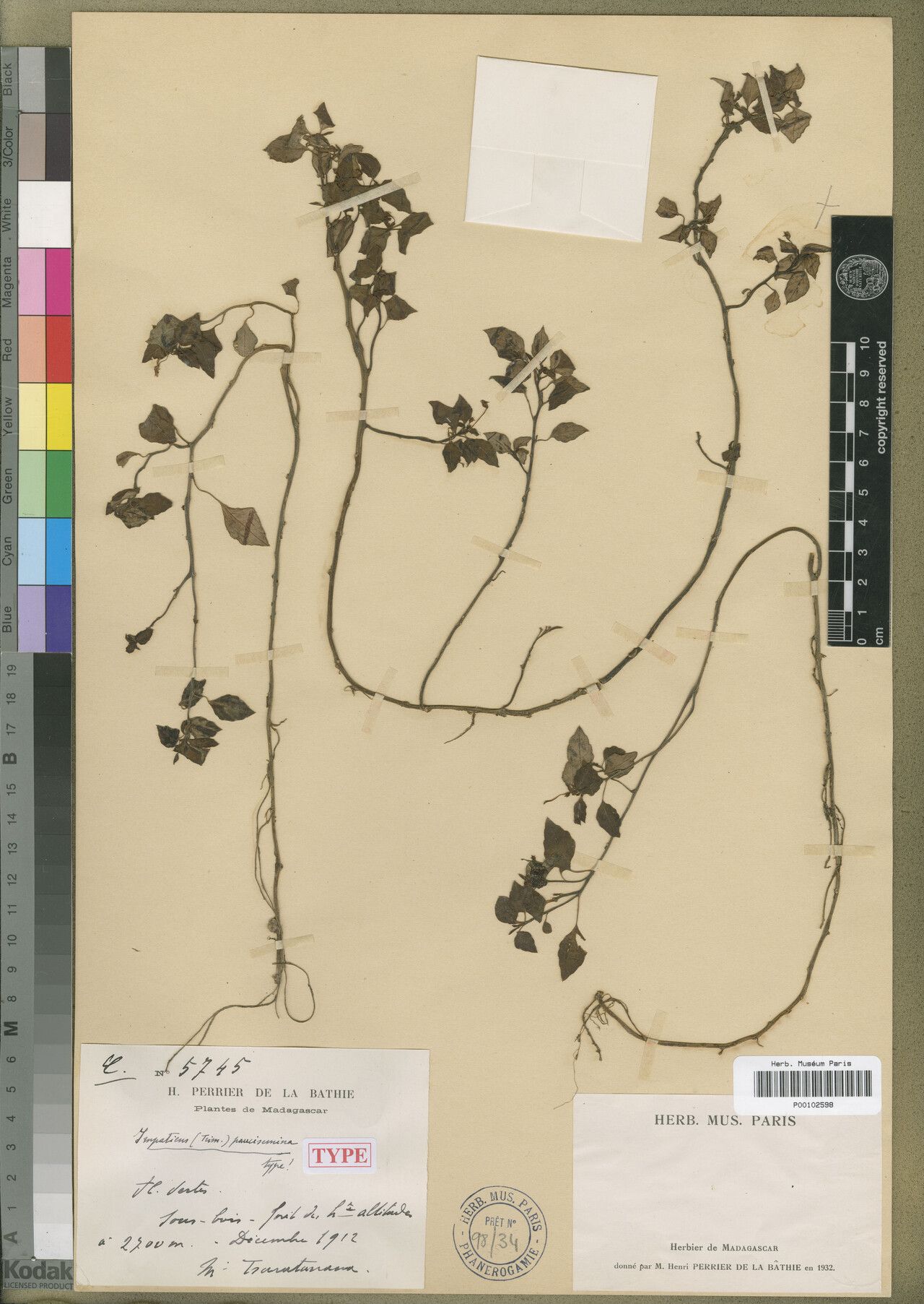 Impatiens paucisemina — houseplant care guide