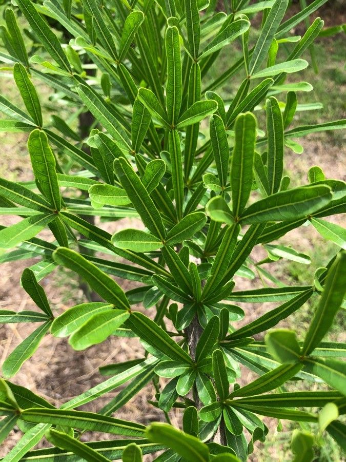 Crescentia alata leaf