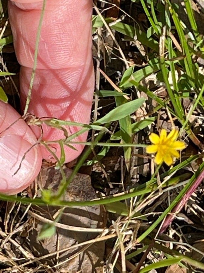 Krigia virginica leaf