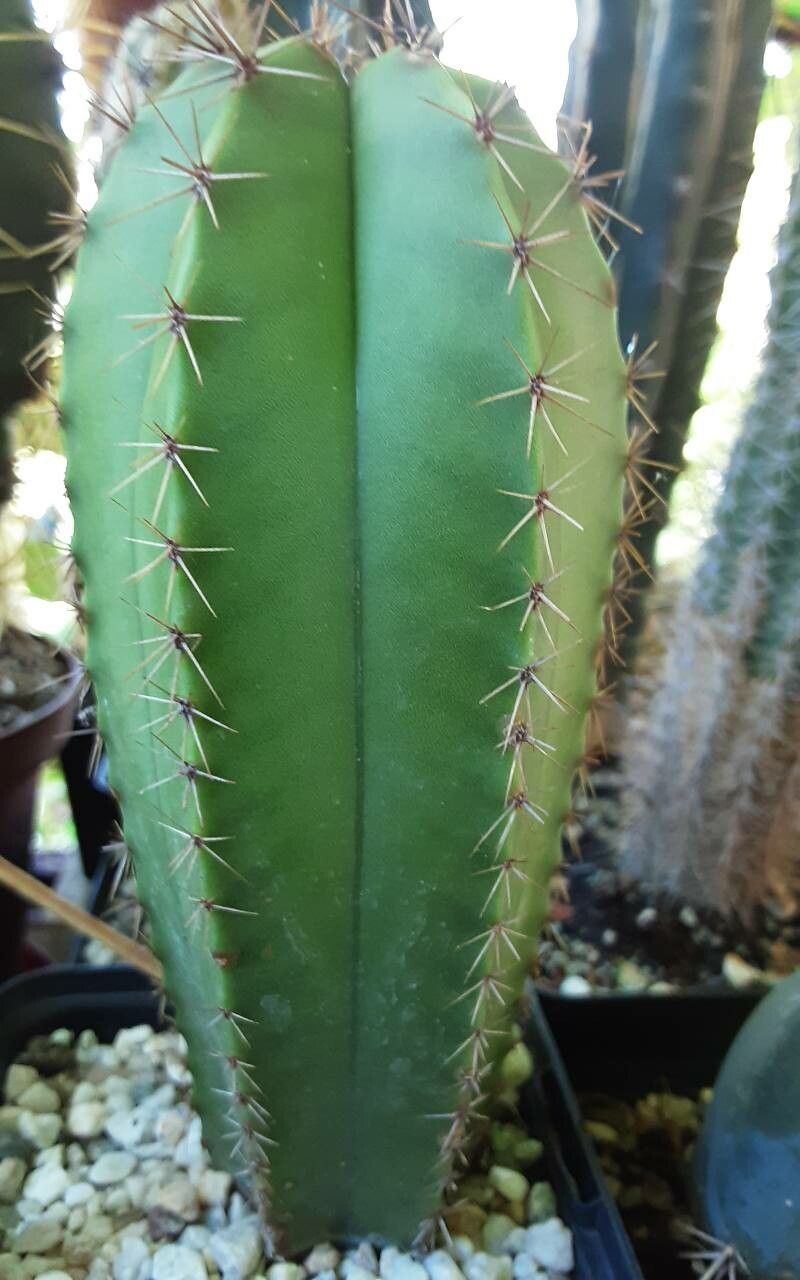 Myrtillocactus schenckii habit