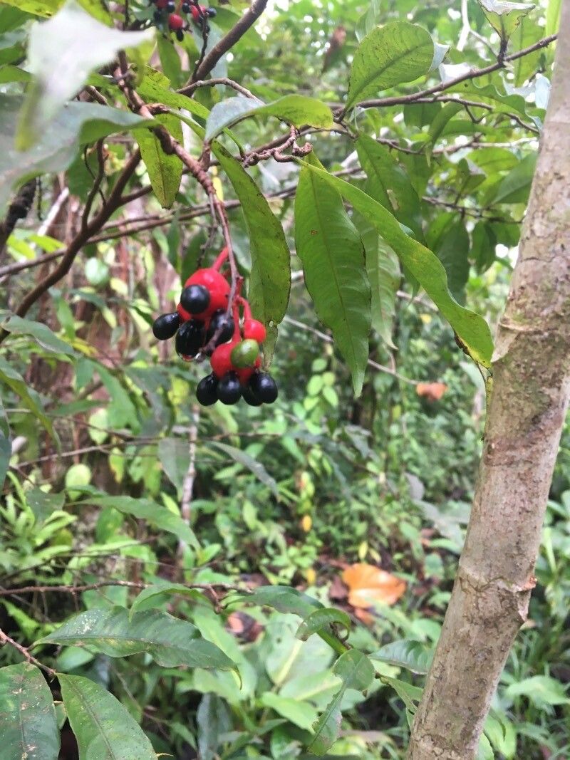 Ardisia compressa fruit