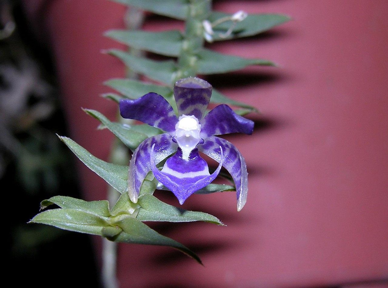 Dichaea sarapiquinsis — houseplant care guide