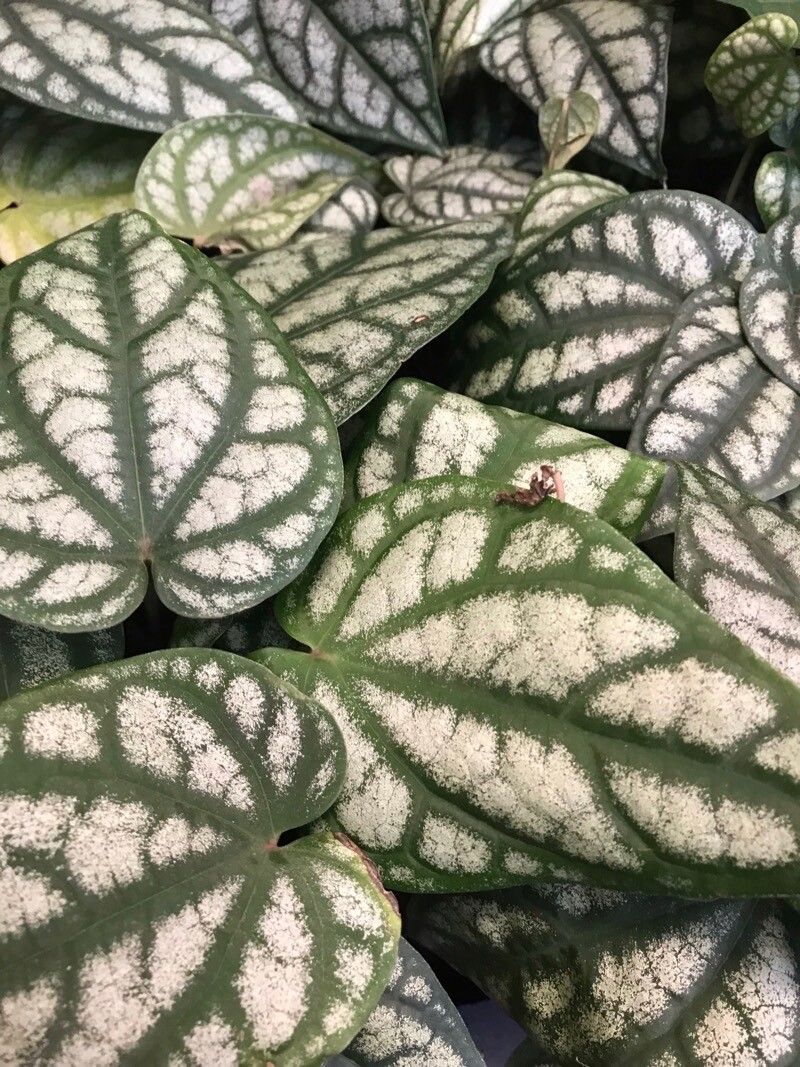 Piper sylvaticum leaf