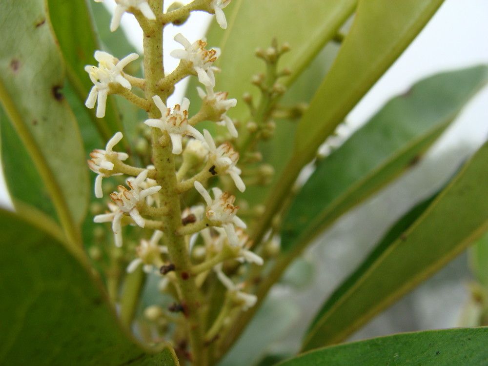 Quintinia parviflora flower