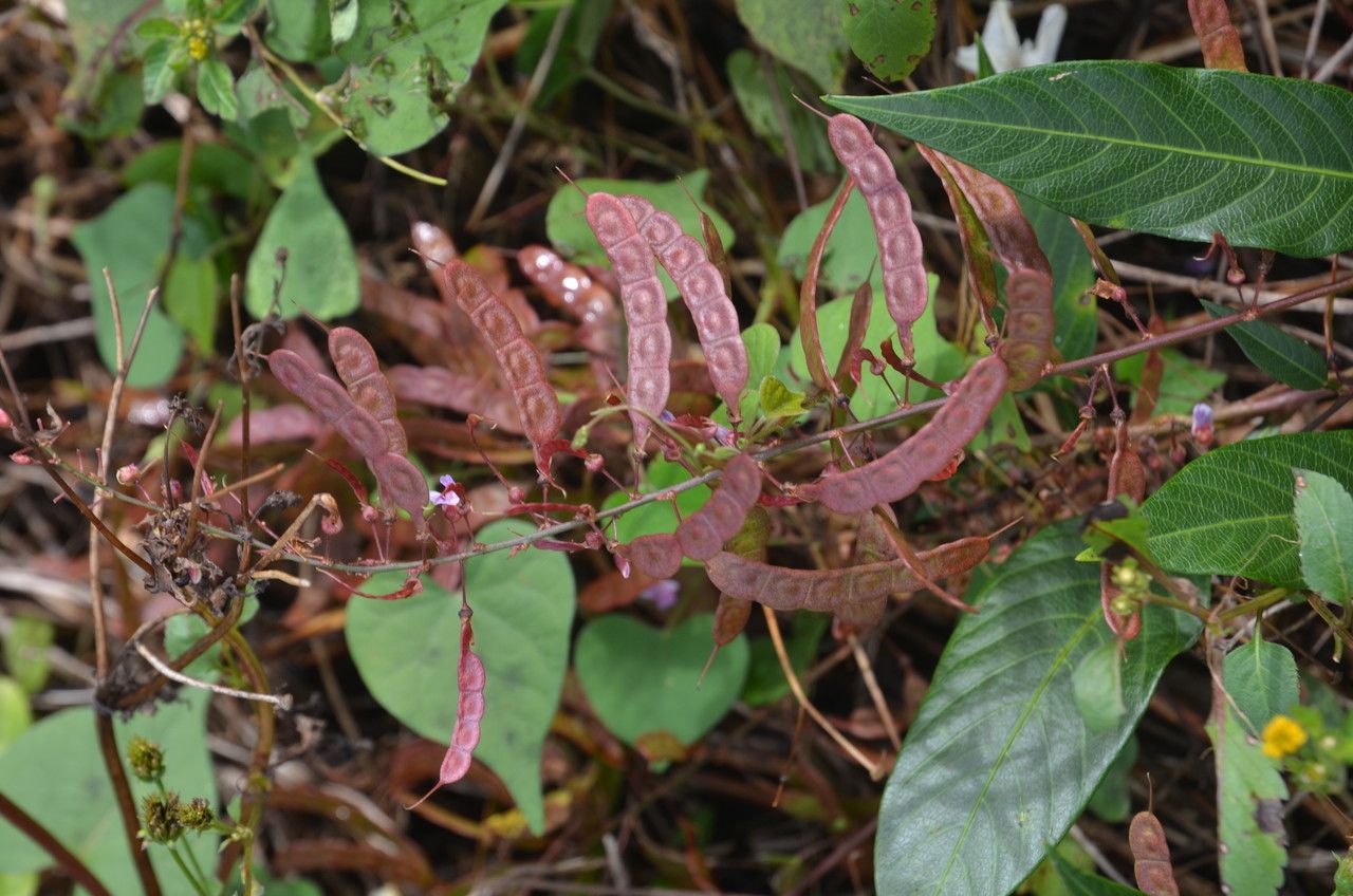 Tadehagi triquetrum fruit