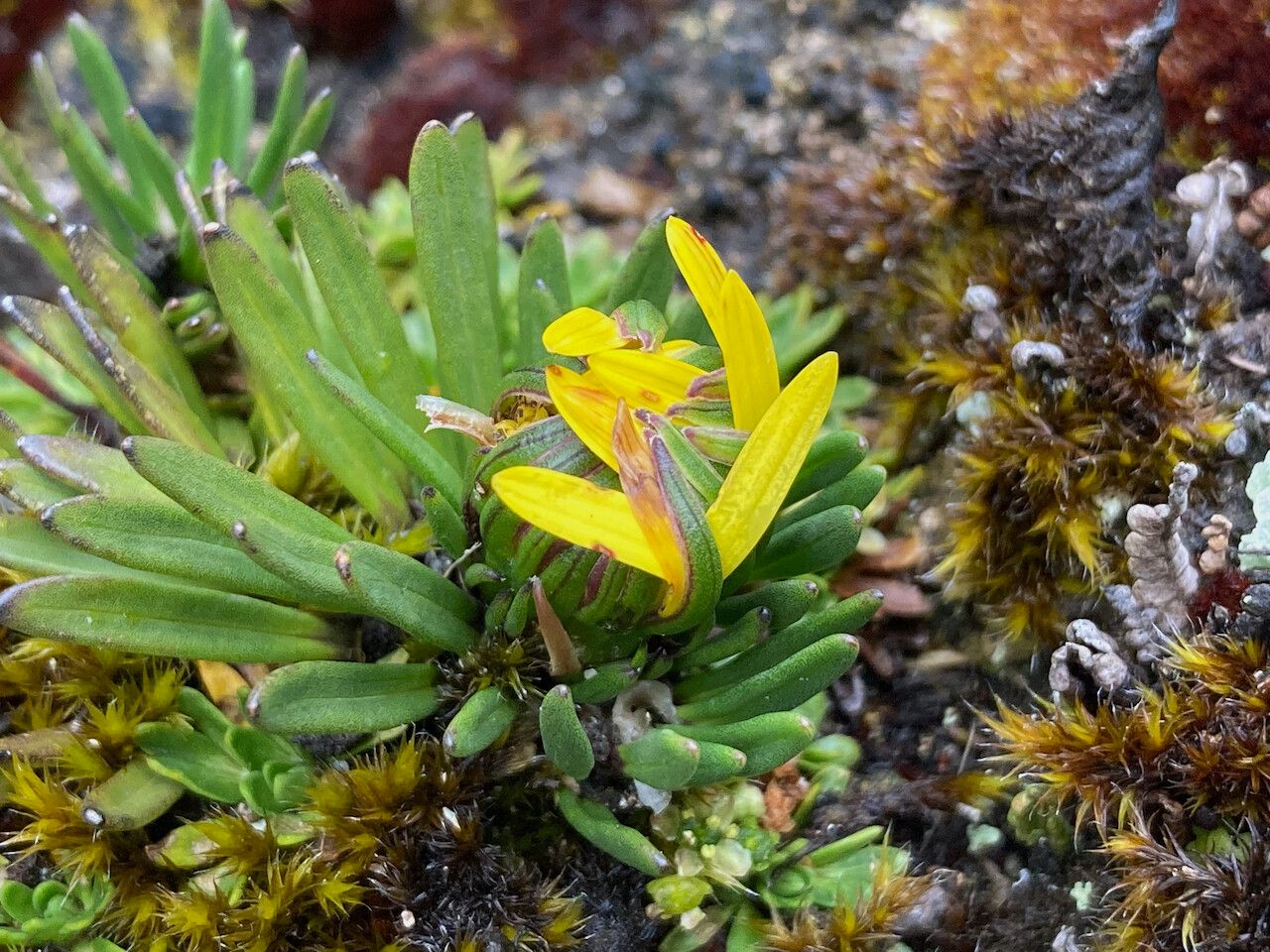 Werneria pumila flower