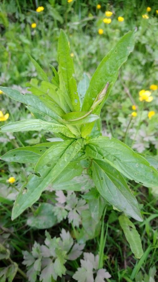 Epilobium ciliatum x Epilobium tetragonum habit