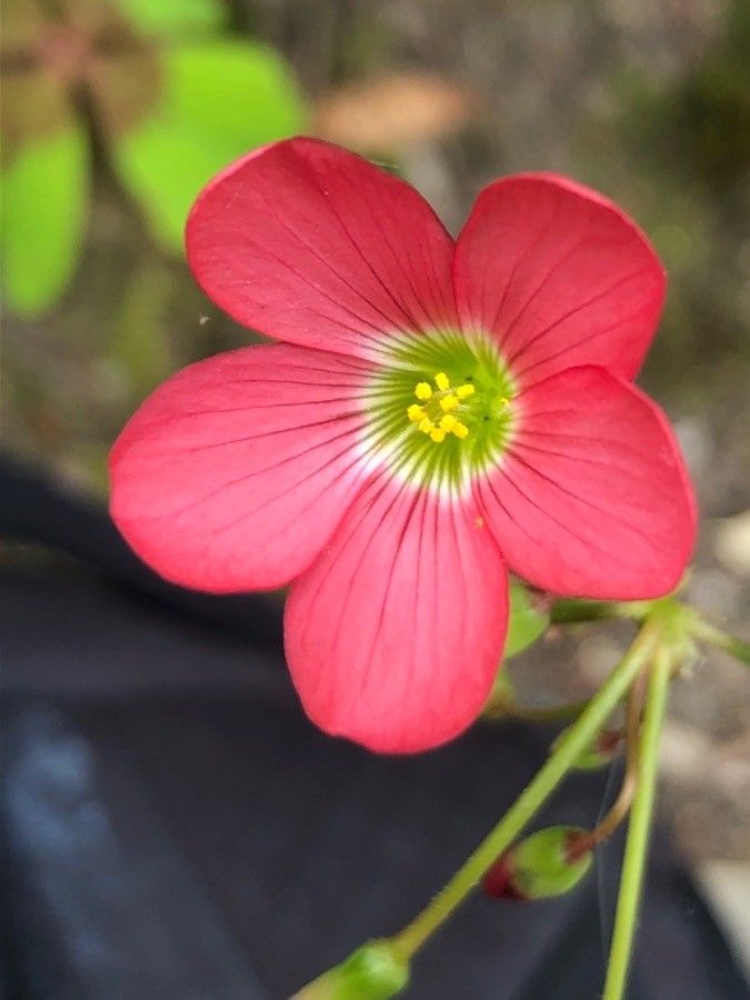 Oxalis tetraphylla flower