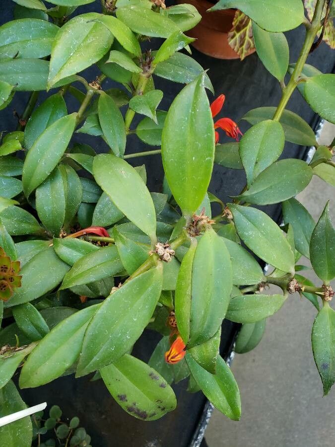 Aeschynanthus fulgens leaf