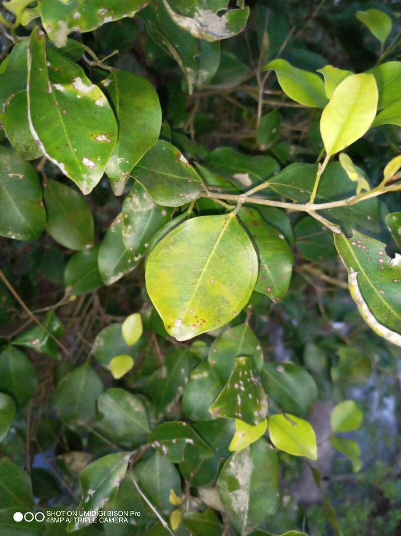 Rhodamnia dumicola leaf
