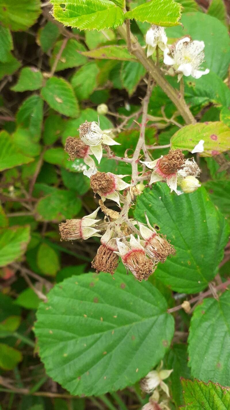 Rubus nemophilus — houseplant care guide
