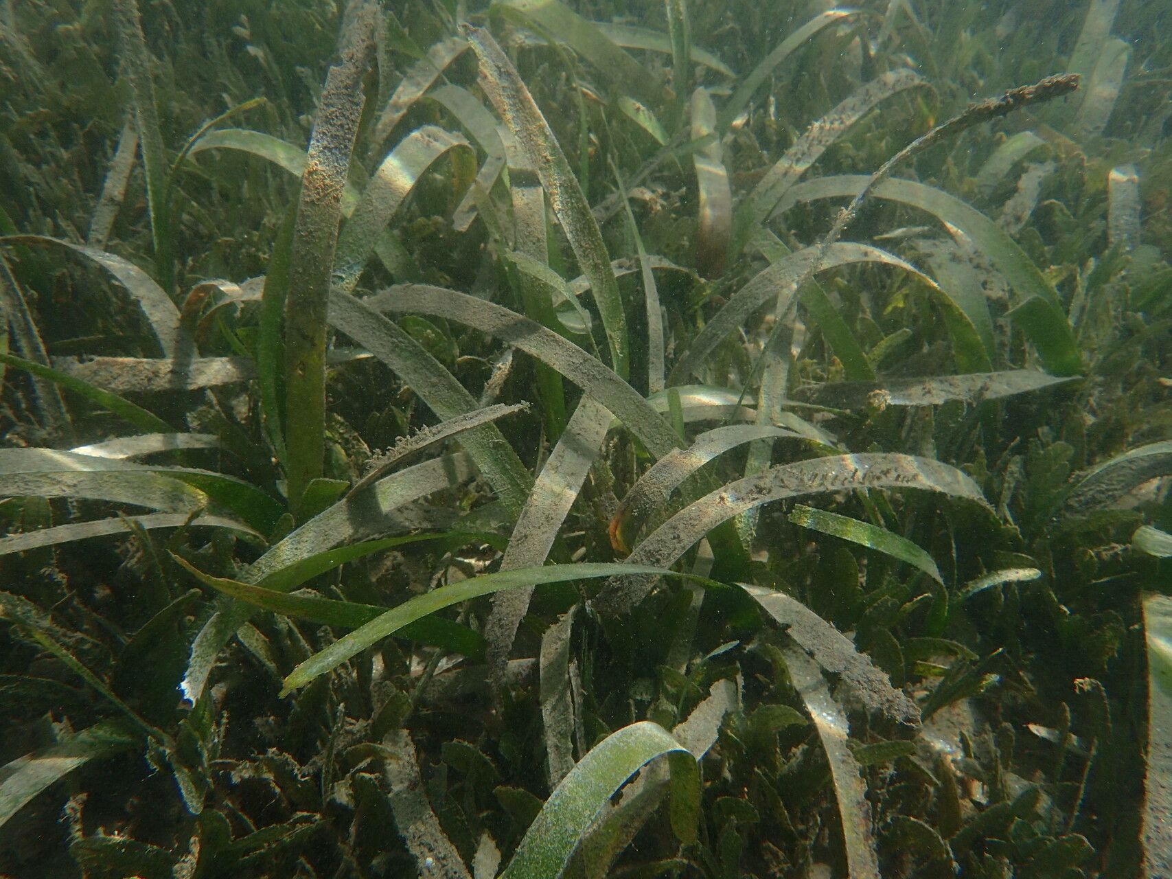 Thalassia testudinum — houseplant care guide