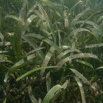 Thalassia testudinum