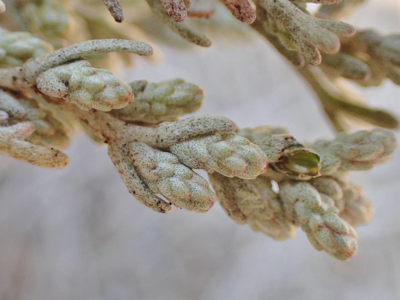 Artemisia caerulescens fruit