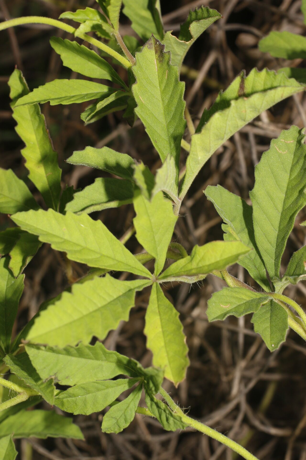 Merremia cissoides — related species from the same genus