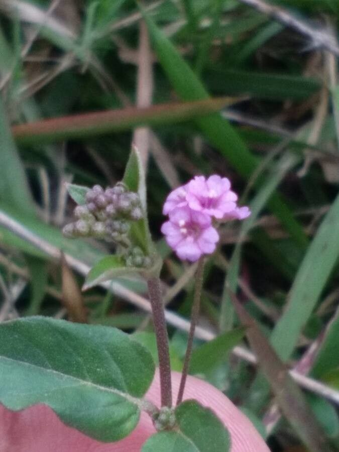 Boerhavia africana flower