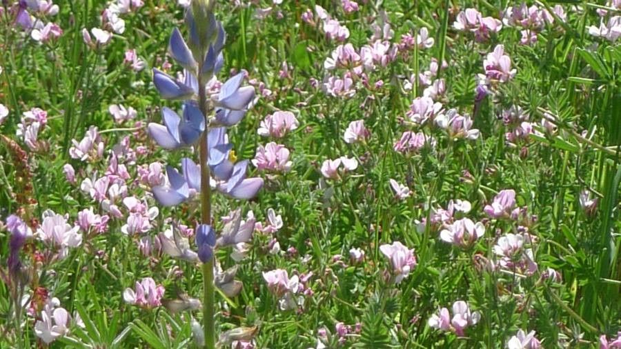 Ornithopus sativus flower