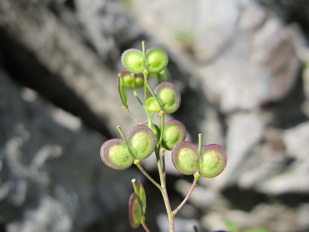 Biscutella arvernensis fruit
