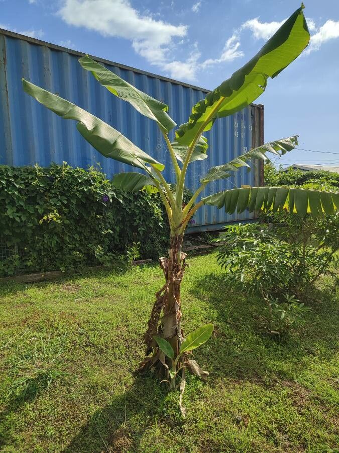 Musa balbisiana leaf