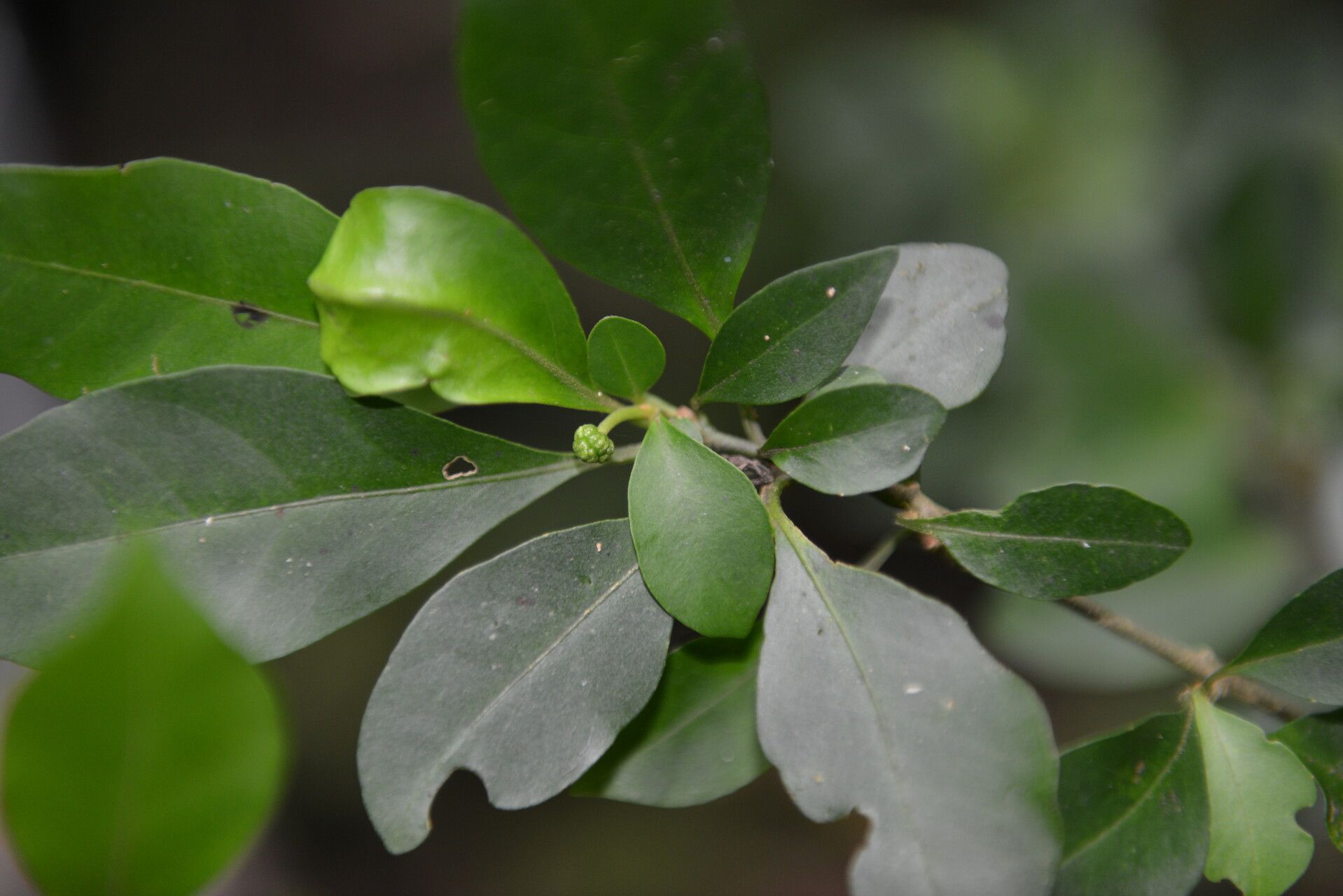 Pisonia silvatica — houseplant care guide