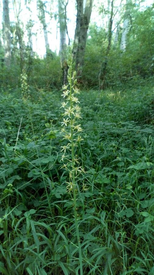 Ornithogalum pyrenaicum flower