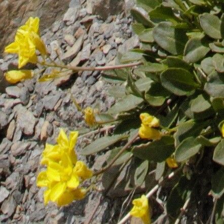 Brassica repanda flower