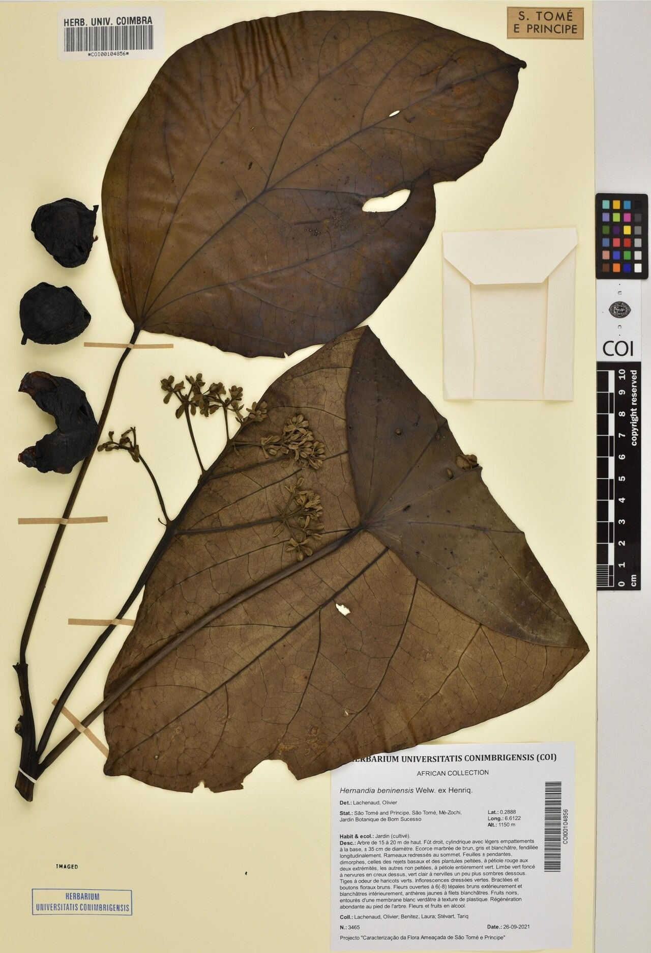 Hernandia beninensis — related species from the same genus