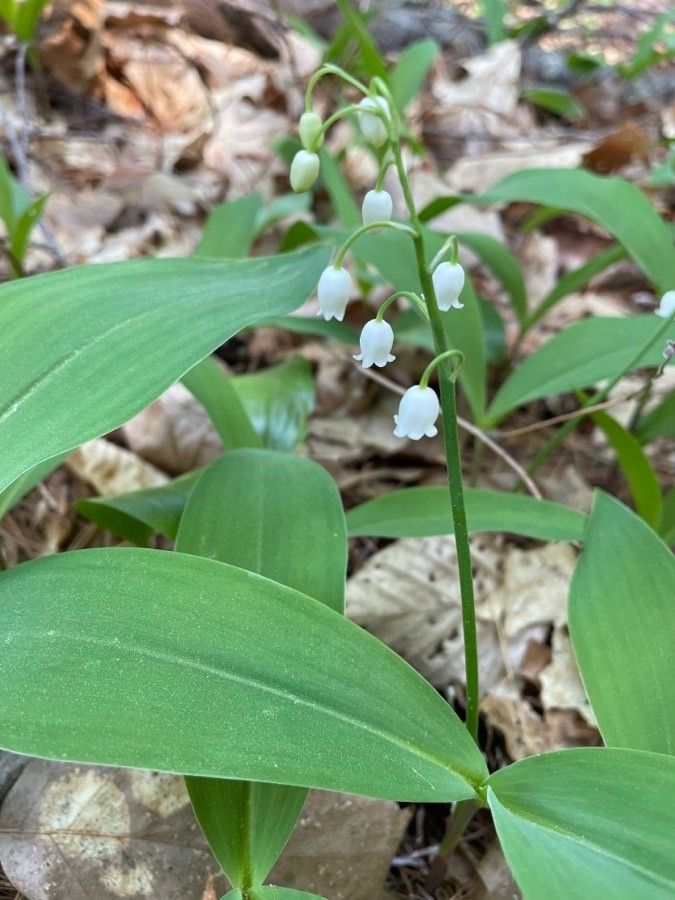 Convallaria majuscula flower