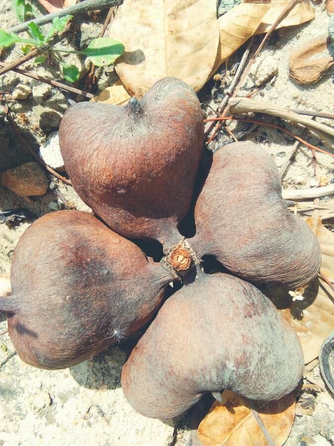 Sterculia rogersii fruit