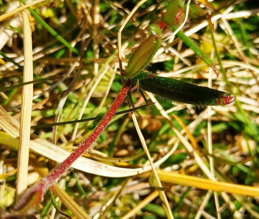 Helianthemum nummularium — search result for 'Halimium'