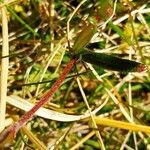 Helianthemum nummularium