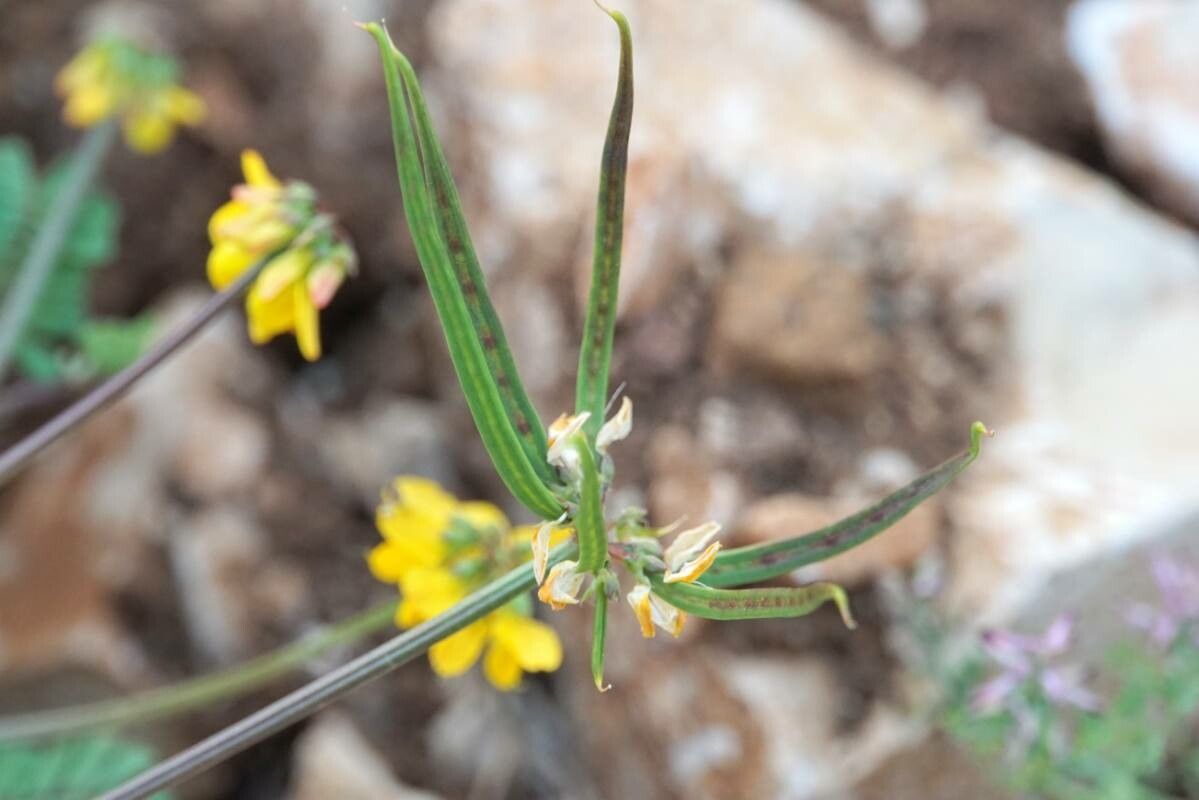 Securigera securidaca fruit