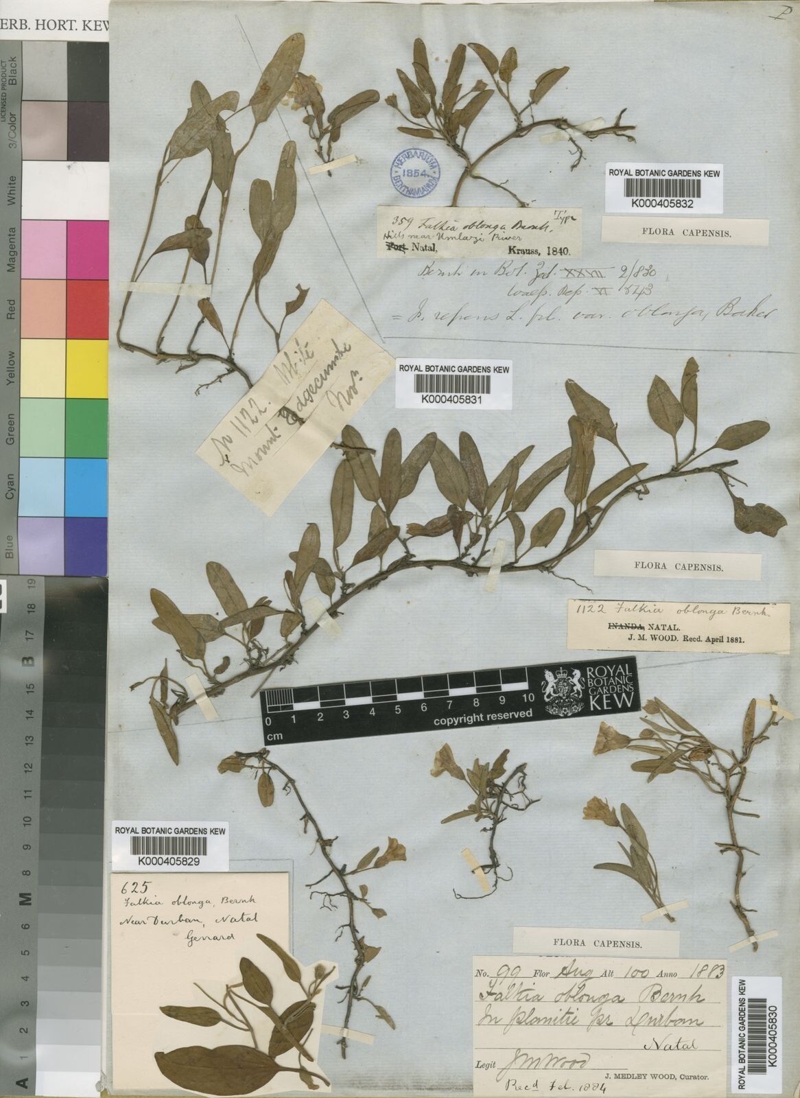 Falkia oblonga — related species from the same genus