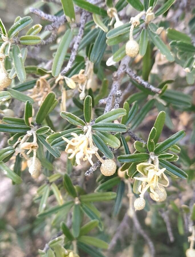 Morisonia atamisquea flower