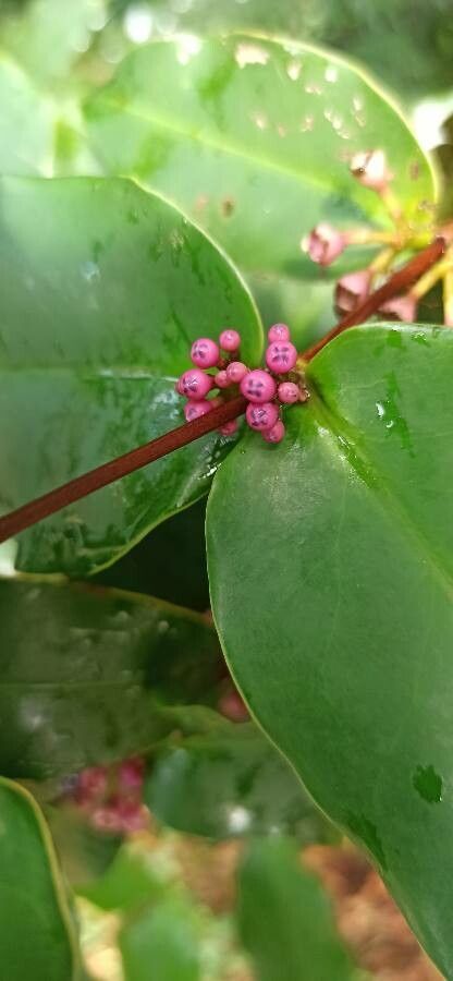 Memecylon caeruleum flower