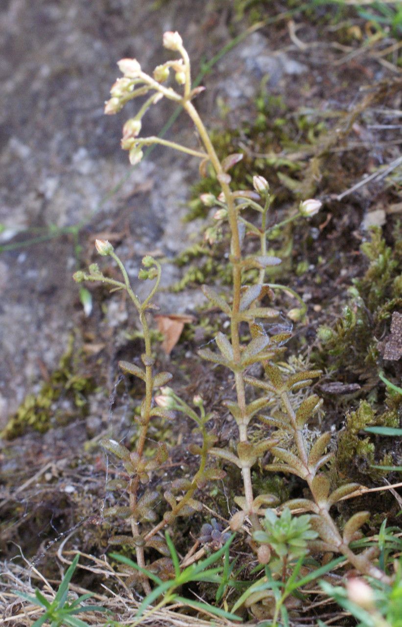 Sedum monregalense habit