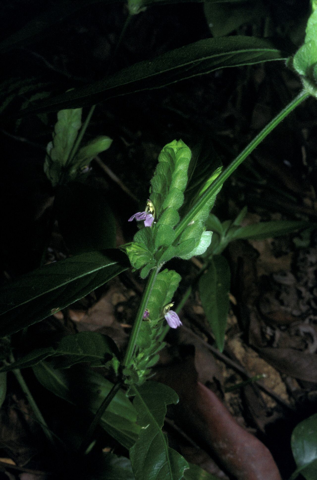Justicia polystachya habit