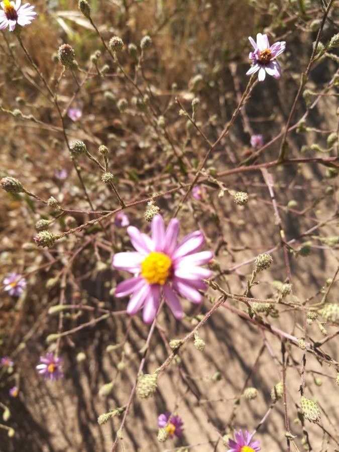 Corethrogyne filaginifolia flower