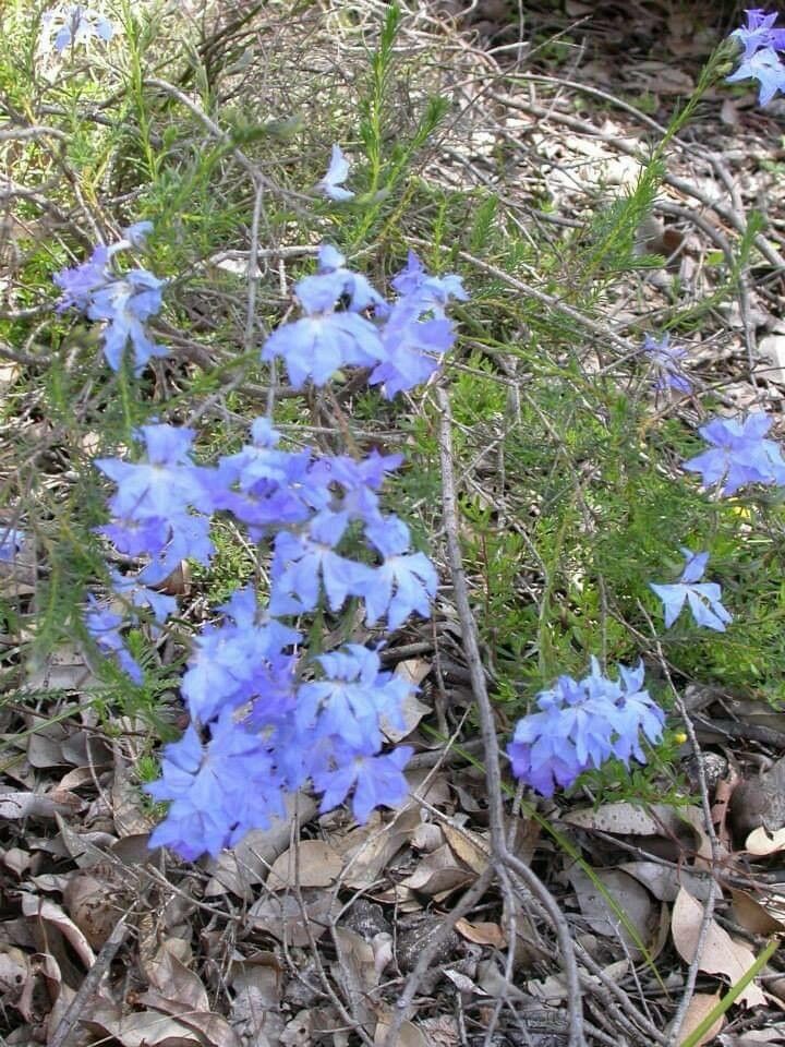 Lechenaultia biloba flower