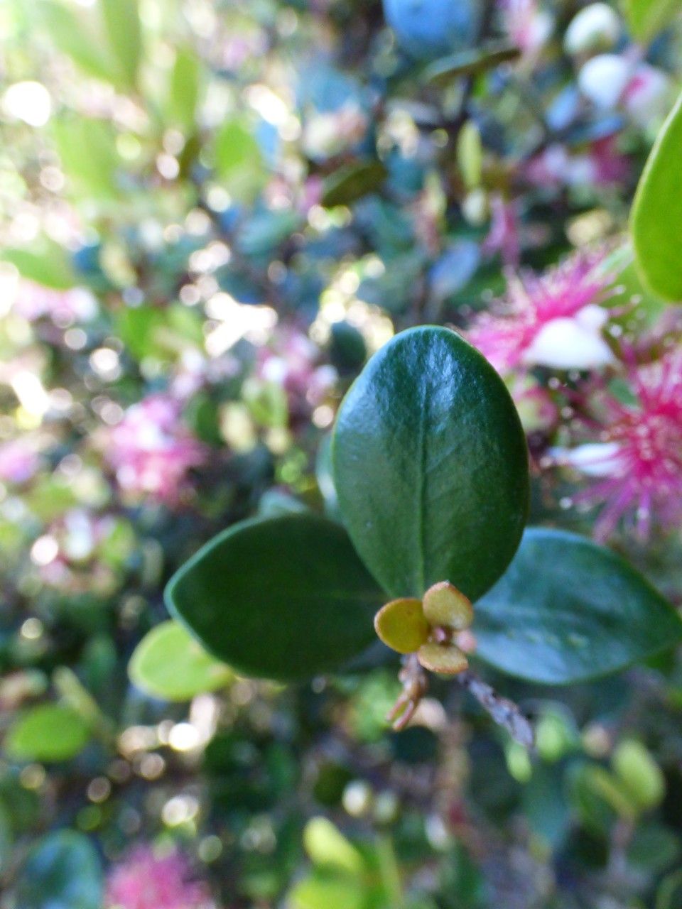 Eugenia buxifolia leaf