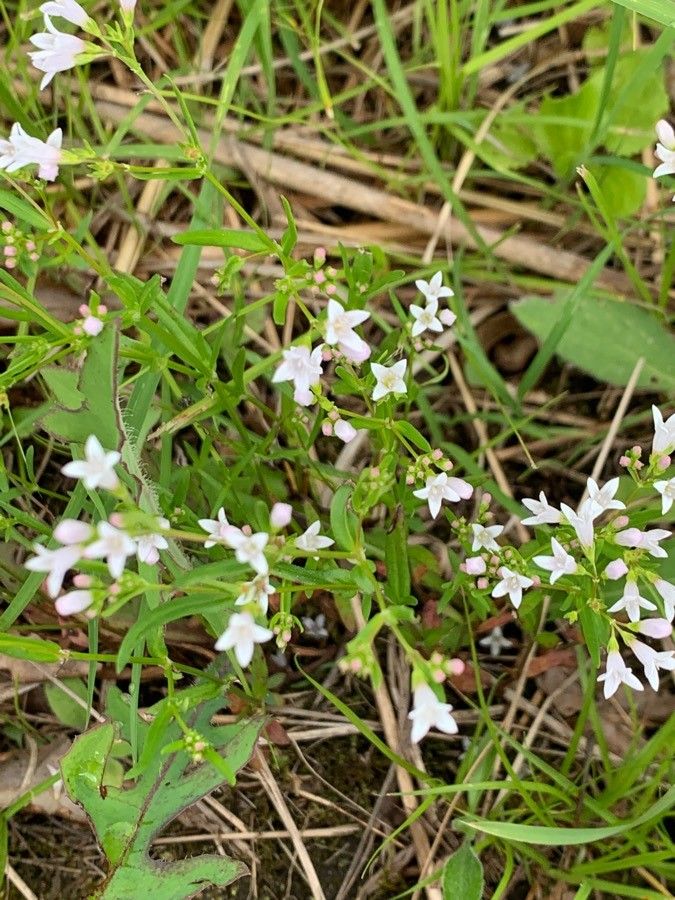 Houstonia longifolia
