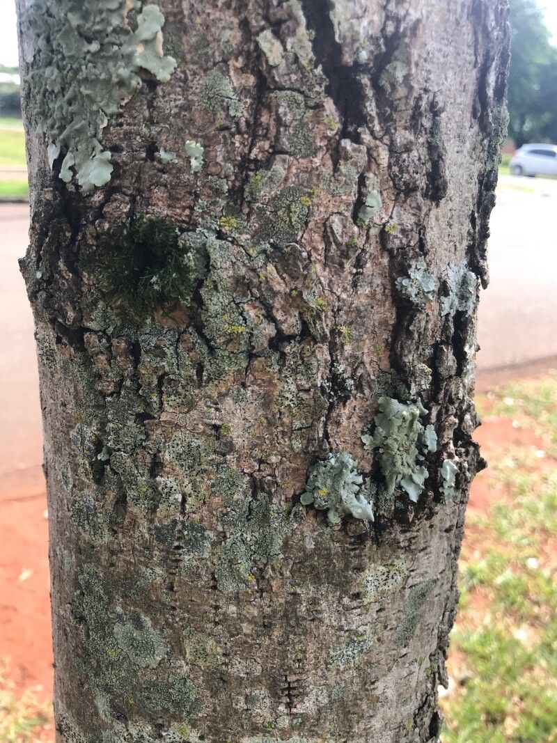 Cordia glabrata bark