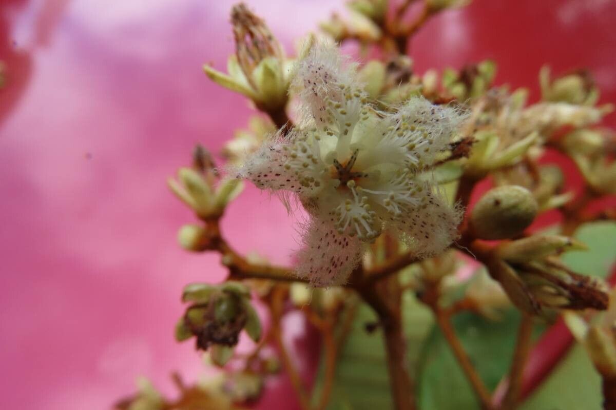 Vismia macrophylla flower