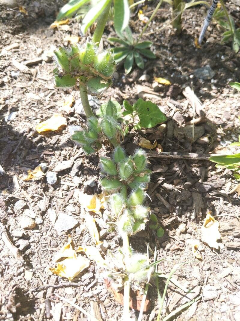 Lupinus microcarpus fruit