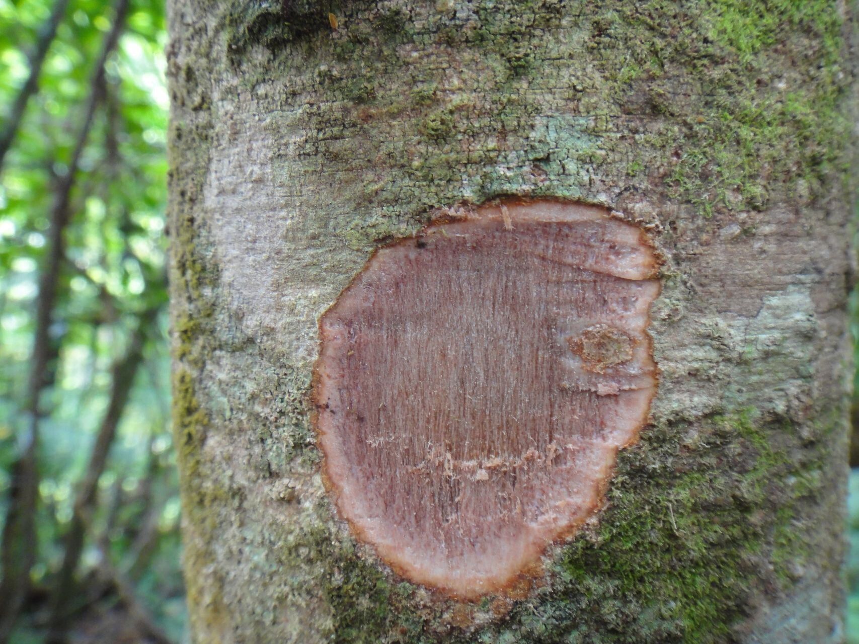 Syzygium arboreum bark