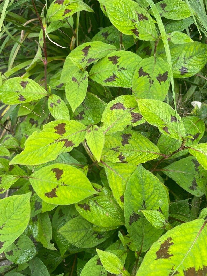 Persicaria filiformis — clay tolerant houseplant