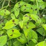 Persicaria filiformis