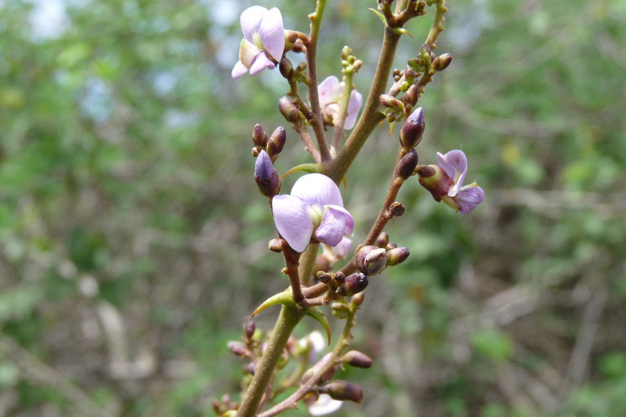 Machaerium lunatum flower