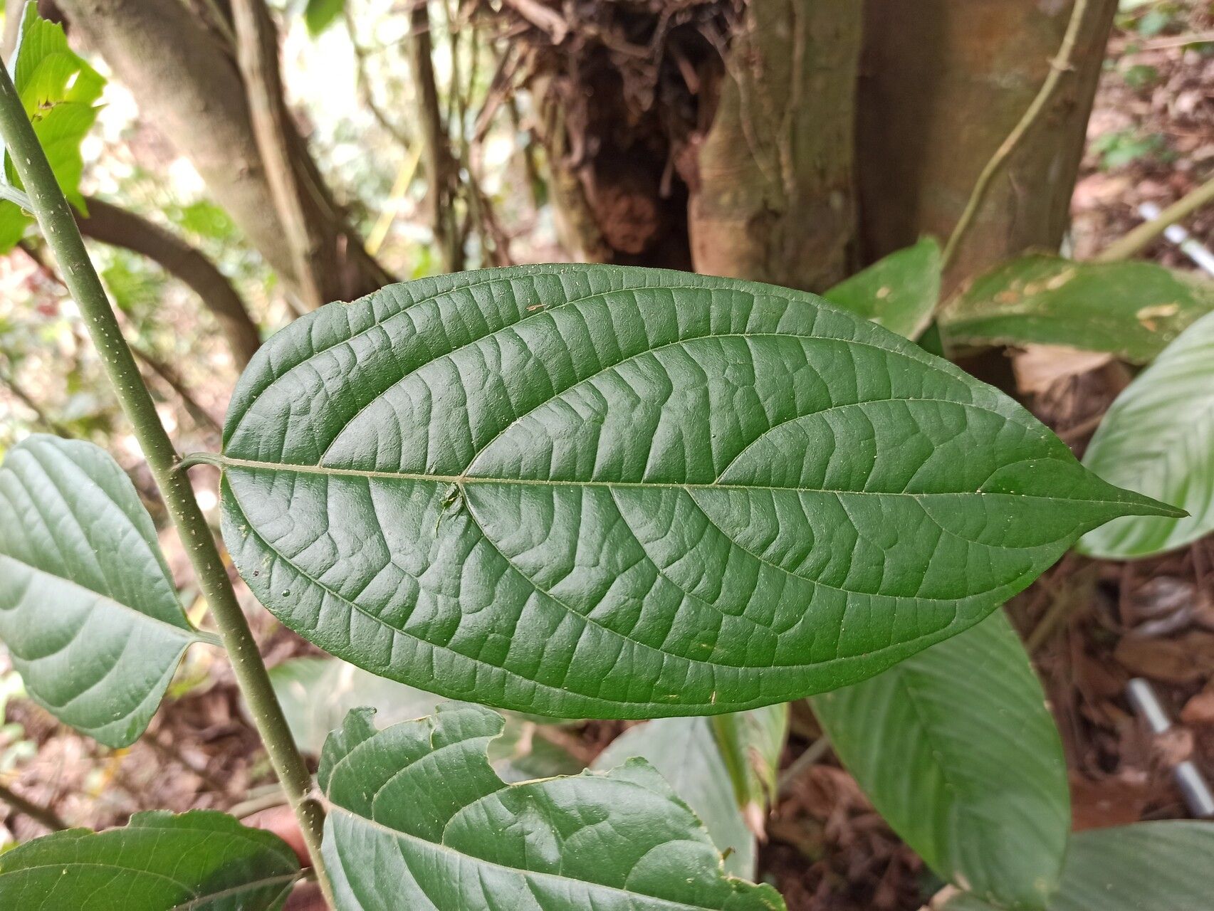 Celtis gomphophylla leaf