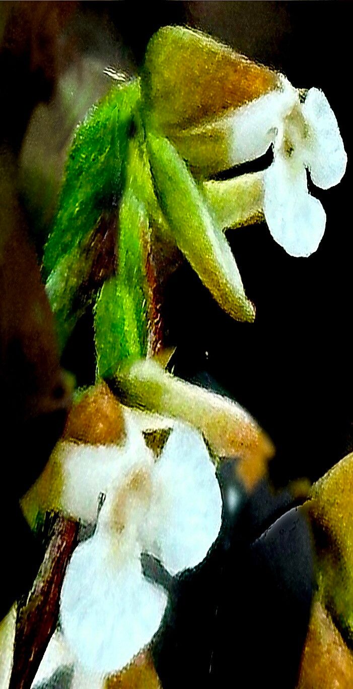 Zeuxine nervosa — search result for 'Zeuxine'